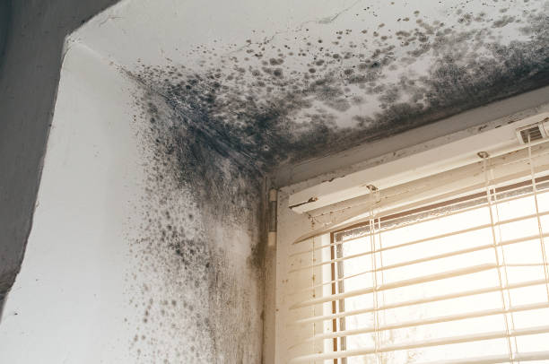 Affordable Crawl Space Mold Removal solutions in Bradley Beach, NJ